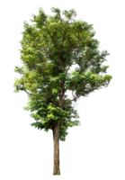 Tree Isolated on transparent Background, tropical trees isolated used for design, tropical trees isolated used for design png