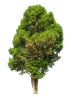 Tree on transparent background, real tree green leaf , tropical trees isolated used for design, tropical trees isolated used for design png