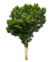 Green tree Isolated on transparent Background, tropical trees isolated used for design tropical trees isolated used for design png