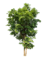 Tree on transparent background, real tree green leaf , tropical trees isolated used for design png