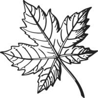 Intricate Maple Leaf Line Art Illustration for Botanical Design and Crafts vector