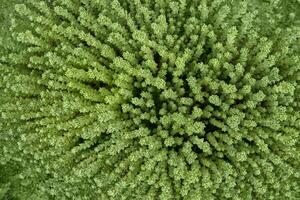 Lush green vegetation close up. top view of dense foliage with vibrant texture and natural pattern. photo