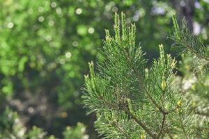 Lush green pine tree branches in sunlit forest with blurred background bokeh. photo