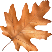 Detailed Close up of a Single Dried Oak Leaf Autumn Fall Season Nature png