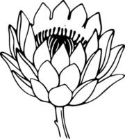 Artichoke Flower Illustration for Botanical Design and Coloring vector