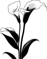 Elegant Black Calla Lily Illustration for Art and Design Projects vector