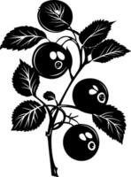 Black Berry Branch Illustration for Botanical Art and Design Projects vector