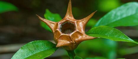 Close up of a unique orange flower with a star shape and a hole in the center photo