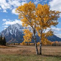 Aspen trees in autumn with snow capped mountains in the background photo