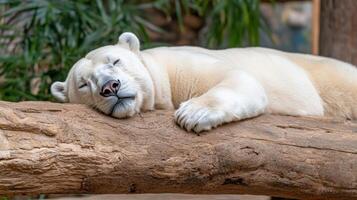 Polar bear sleeping peacefully on a log photo