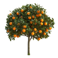 Vibrant Orange Tree with Ripe Fruits on Transparent Background png