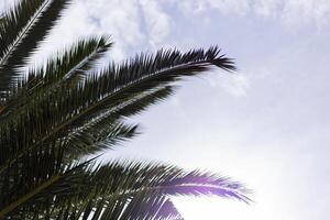 palm leaves with sun glare on the background of the sky, summer, vacation photo