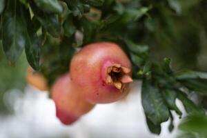 ripe fruits of the pomegranate fruit on a tree branch photo
