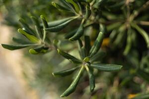green leaves in tubes with unripe fruits in the background, close up photo