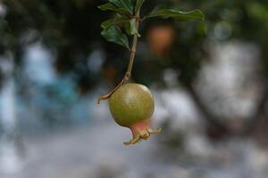 the fruit of an unripe green pomegranate fruit on a tree branch photo