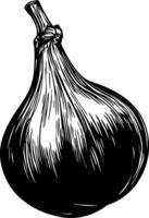 Hand Drawn Fig Illustration for Culinary and Botanical Art Projects vector
