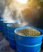 Blue barrels with a pile of beans inside. There are three barrels in total. The beans are being cooked photo