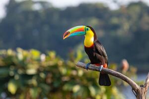 Keel-billed toucan perching on branch in tropical rainforest photo