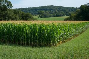 Cornfield growing in rural landscape with forest and blue sky photo