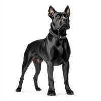 powerful Cane Corso stands confidently, showcasing its muscular build and sleek black coat. This majestic dog exudes strength and loyalty, making it perfect guardian photo