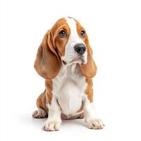 Basset Hound puppy with distinctive coat, sitting gracefully against white background, showcasing its expressive eyes and long ears. This adorable breed is known for its friendly demeanor and photo
