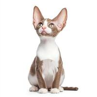 Cornish Rex cat with slender build and large ears sits gracefully, showcasing its unique features and playful expression. This breed is known for its affectionate nature and striking appearance photo