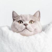British Shorthair cat with round face peeks out from pile of snow, showcasing its sharp features and curious expression. soft white snow contrasts beautifully with cat fur photo