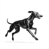 greyhound running gracefully, showcasing its speed and elegance in dynamic pose. sleek black coat highlights dog athletic build and joyful expression photo