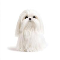 Maltese toy breed with vivid white silky fur, showcasing its adorable features and playful expression. This small dog exudes charm and elegance, perfect for pet lovers photo
