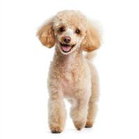 Fluffy standard poodle with cheerful expression, standing on white background. This playful dog showcases its curly fur and friendly demeanor, perfect for pet lovers photo