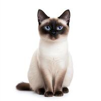 Sleek Siamese cat with striking blue eyes, sitting gracefully against white background, showcasing its elegant features and unique color pattern photo