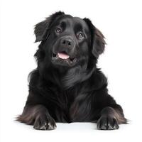 large Newfoundland dog with fluffy black coat, looking friendly and playful. Its expressive eyes and relaxed posture convey sense of warmth and companionship photo