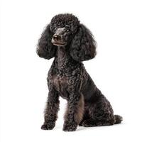 Standard poodle with curly black fur, sitting gracefully against white background, showcasing its elegant posture and expressive eyes photo