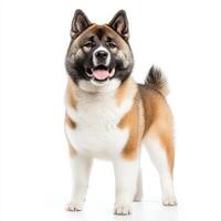 strong and confident Akita dog stands proudly, showcasing its thick fur and distinctive markings. This powerful breed is known for its loyalty and protective nature, making it beloved companion photo