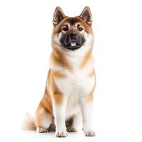 majestic Akita dog with thick coat and strong build, showcasing its noble presence and alert expression. This powerful breed is known for loyalty and intelligence photo