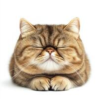 Fluffy Exotic Shorthair cat with flat face, eyes closed, resting peacefully. This adorable feline showcases unique coat pattern and serene expression photo