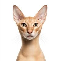 Elegant Oriental Shorthair cat with striking features and expressive eyes. This breed is known for its sleek appearance and playful personality, making it delightful companion photo