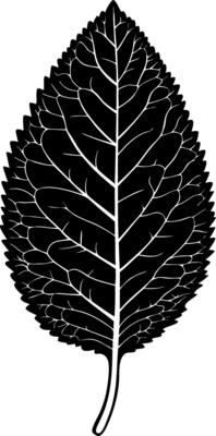 Black Silhouette Leaf Artwork for Nature Design Projects