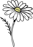 Hand Drawn Daisy Flower Illustration for Art and Design Projects vector