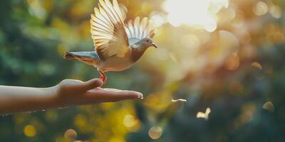 A dove taking flight from an outstretched hand, symbolizing peace, freedom, and harmony in a serene natural setting with golden sunlight photo