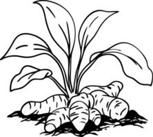 Botanical Illustration of Turmeric Plant with Leaves and Roots for Herbal and Culinary Use vector