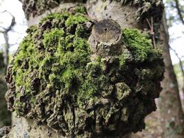 Moss on a tree bark close view natural background photo