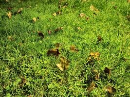 Autumn leaves in green grass background photo