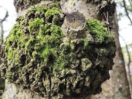 Moss on a tree bark close view natural background photo