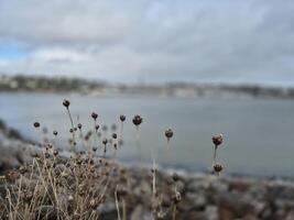 Grass and plants close view with blurry Cobh city background photo