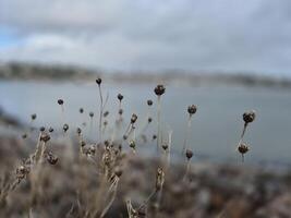 Grass and plants close view with blurry Cobh city background photo