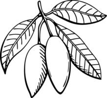 Tropical Fruit Branch Outline for Botanical Illustrations and Coloring Books vector