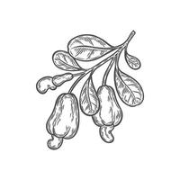 A branch of cashew nuts on a white background vector
