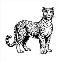Black and white drawing of a leopard standing in front of a white background vector
