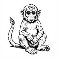 Cute baby monkey is sitting on the ground with its legs crossed vector